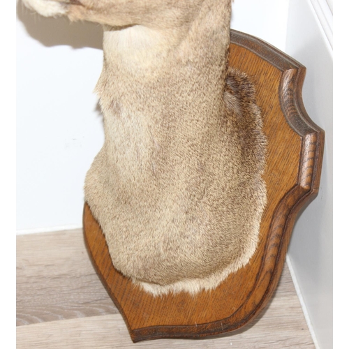 1558 - Vintage taxidermy study of a Roe Deer head mounted on wooden shield, approx 55cm from tip of ear to ... 