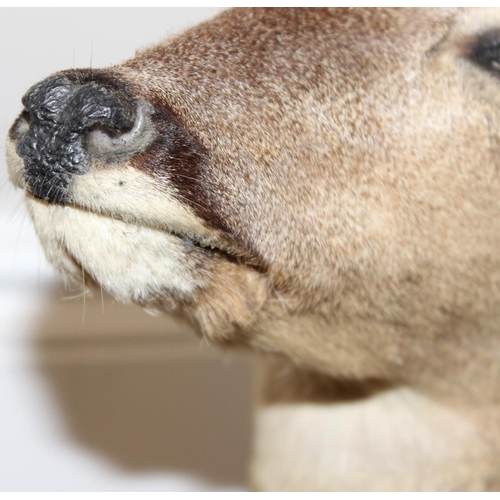 1558 - Vintage taxidermy study of a Roe Deer head mounted on wooden shield, approx 55cm from tip of ear to ... 