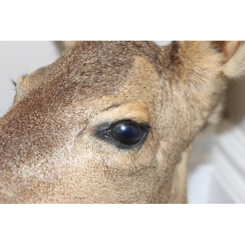 1558 - Vintage taxidermy study of a Roe Deer head mounted on wooden shield, approx 55cm from tip of ear to ... 