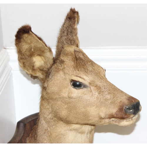 1560 - Vintage taxidermy study of a Roe Deer head mounted on wooden shield, approx 50cm from tip of ear to ... 