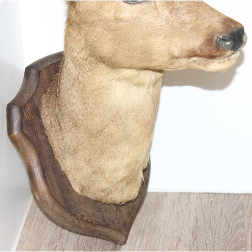 1560 - Vintage taxidermy study of a Roe Deer head mounted on wooden shield, approx 50cm from tip of ear to ... 