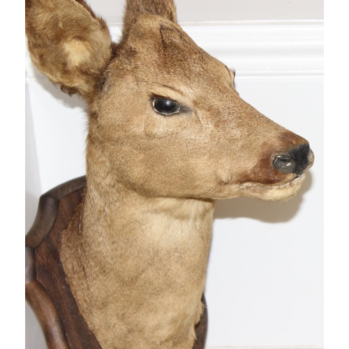 1560 - Vintage taxidermy study of a Roe Deer head mounted on wooden shield, approx 50cm from tip of ear to ... 