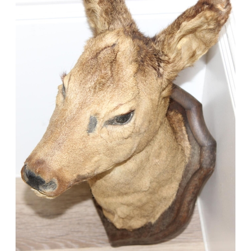 1560 - Vintage taxidermy study of a Roe Deer head mounted on wooden shield, approx 50cm from tip of ear to ... 