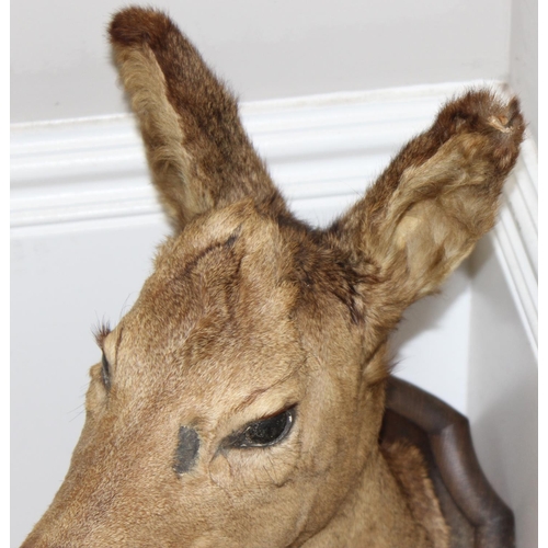 1560 - Vintage taxidermy study of a Roe Deer head mounted on wooden shield, approx 50cm from tip of ear to ... 