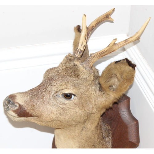 1561 - Vintage taxidermy study of a Roe Deer head mounted on wooden shield, approx 50cm from tip of ear to ... 