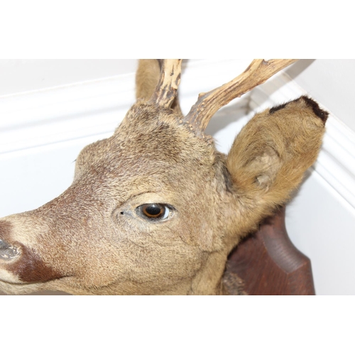 1561 - Vintage taxidermy study of a Roe Deer head mounted on wooden shield, approx 50cm from tip of ear to ... 