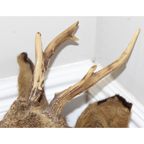 1561 - Vintage taxidermy study of a Roe Deer head mounted on wooden shield, approx 50cm from tip of ear to ... 