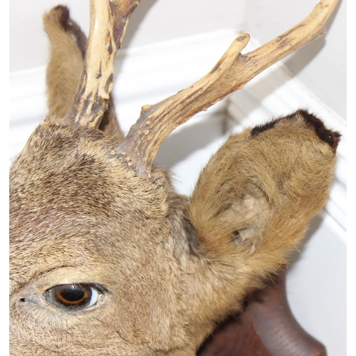 1561 - Vintage taxidermy study of a Roe Deer head mounted on wooden shield, approx 50cm from tip of ear to ... 