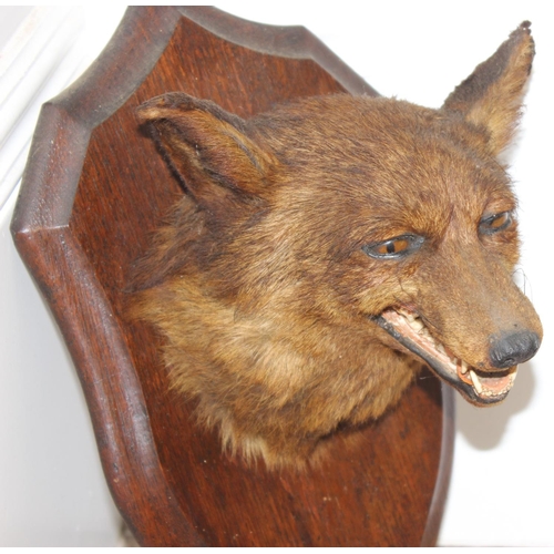 1562 - Vintage taxidermy study of a Fox mask mounted on wooden shield, approx 50cm (shield)