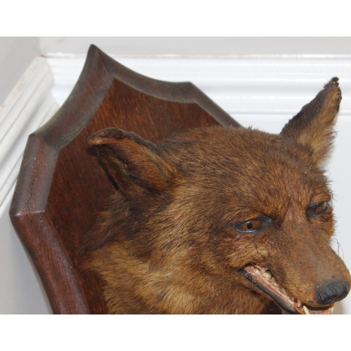 1562 - Vintage taxidermy study of a Fox mask mounted on wooden shield, approx 50cm (shield)