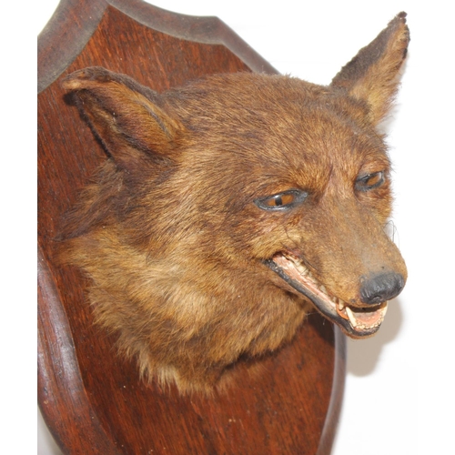 1562 - Vintage taxidermy study of a Fox mask mounted on wooden shield, approx 50cm (shield)