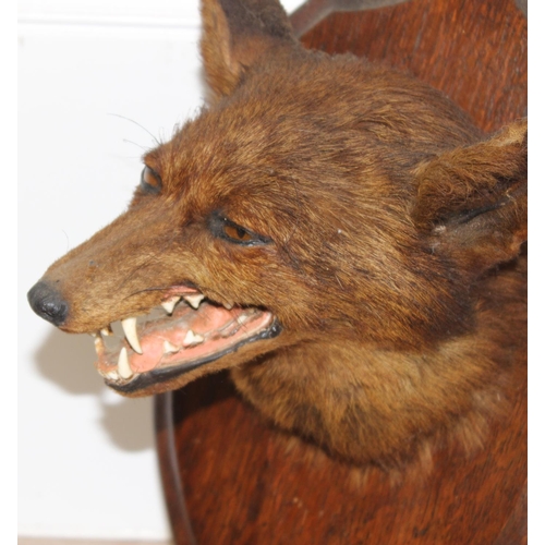 1562 - Vintage taxidermy study of a Fox mask mounted on wooden shield, approx 50cm (shield)