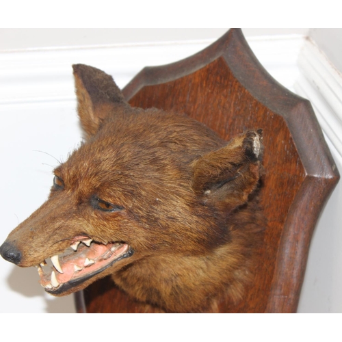 1562 - Vintage taxidermy study of a Fox mask mounted on wooden shield, approx 50cm (shield)