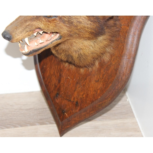 1562 - Vintage taxidermy study of a Fox mask mounted on wooden shield, approx 50cm (shield)