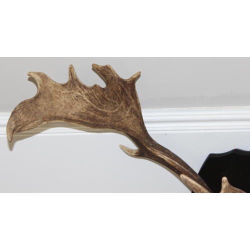 1563 - Vintage set of Deer antlers mounted on wooden shield, approx 56cm (antler length)