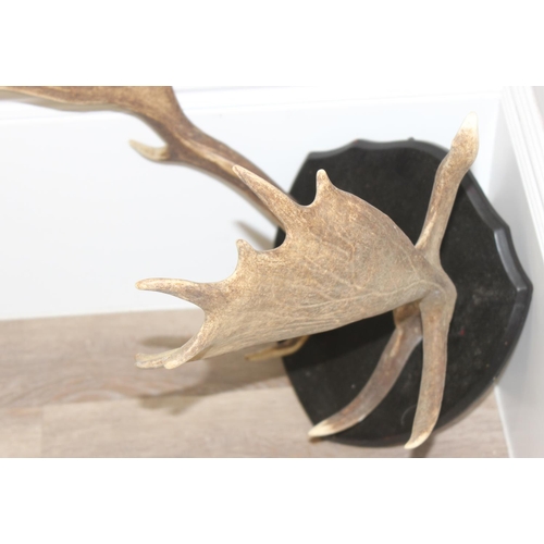 1563 - Vintage set of Deer antlers mounted on wooden shield, approx 56cm (antler length)