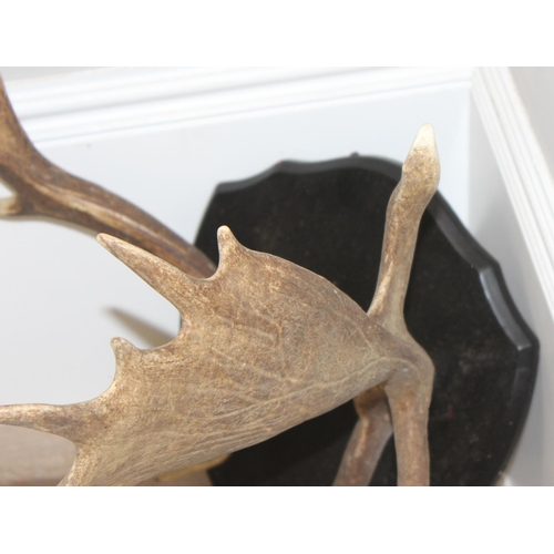 1563 - Vintage set of Deer antlers mounted on wooden shield, approx 56cm (antler length)