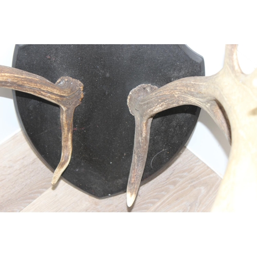 1563 - Vintage set of Deer antlers mounted on wooden shield, approx 56cm (antler length)