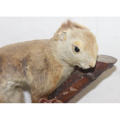 1562A - A vintage taxidermy red squirrel on oak base with fir cone, presented on Hazel branch, approx 24cm t... 