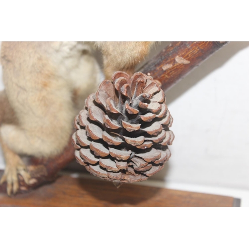 1562A - A vintage taxidermy red squirrel on oak base with fir cone, presented on Hazel branch, approx 24cm t... 