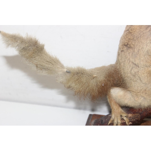 1562A - A vintage taxidermy red squirrel on oak base with fir cone, presented on Hazel branch, approx 24cm t... 