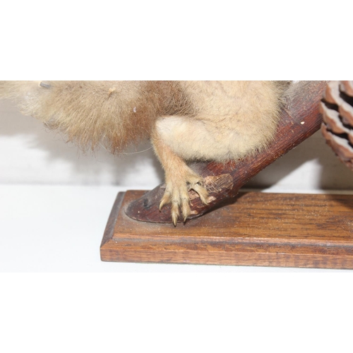 1562A - A vintage taxidermy red squirrel on oak base with fir cone, presented on Hazel branch, approx 24cm t... 