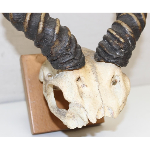 1562B - A set of taxidermy Black Buck horns and partial skull mounted on wooden plinth, approx 55cm tall