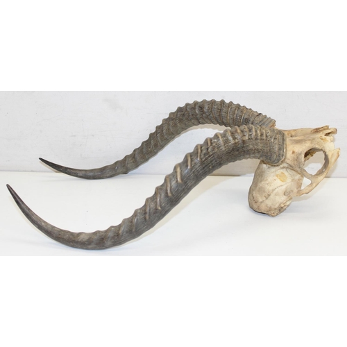 1562C - A set of vintage taxidermy Impala horns with partial skull, approx 50cm tall