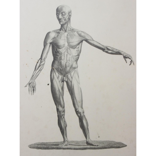 428 - After Justus Christian Loder (Latvian/ German, 1753-1832), a set of 4 antique style anatomical print... 