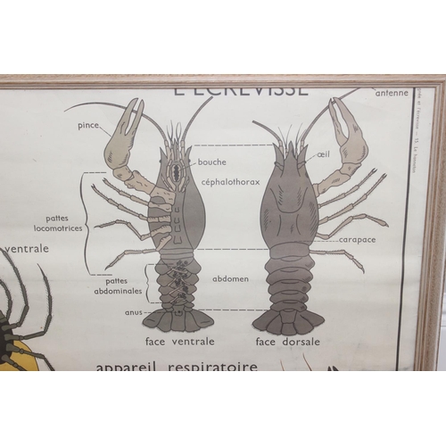 442 - A large vintage French scientific poster depicting the anatomy of a spider and a lobster, approx 96c... 