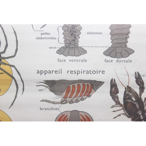 442 - A large vintage French scientific poster depicting the anatomy of a spider and a lobster, approx 96c... 