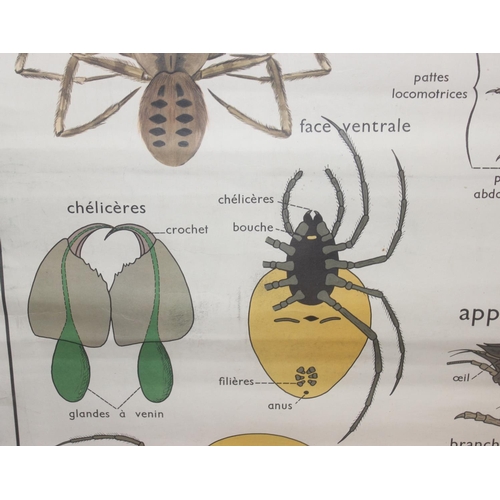 442 - A large vintage French scientific poster depicting the anatomy of a spider and a lobster, approx 96c... 