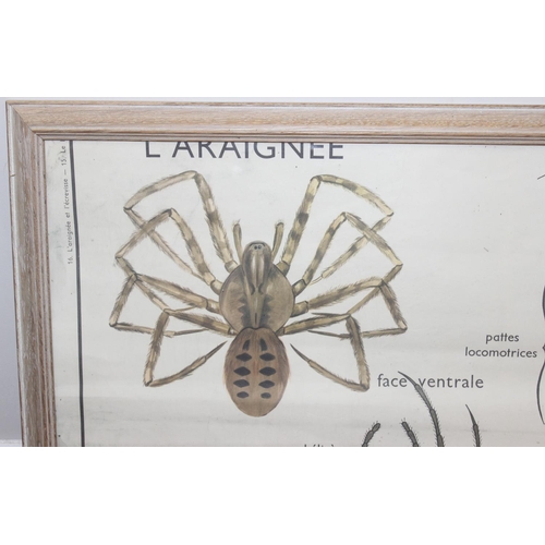 442 - A large vintage French scientific poster depicting the anatomy of a spider and a lobster, approx 96c... 