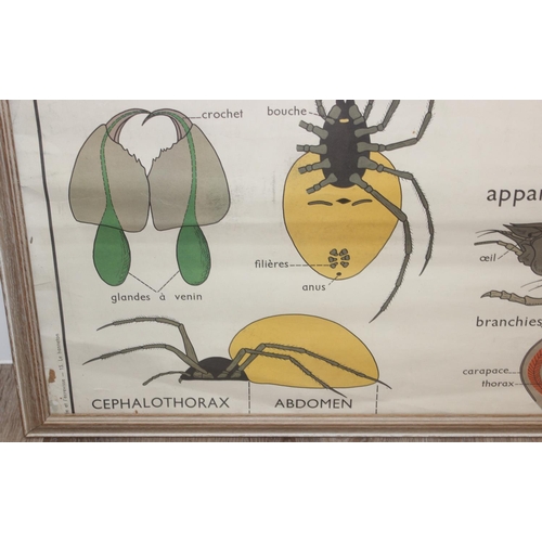 442 - A large vintage French scientific poster depicting the anatomy of a spider and a lobster, approx 96c... 