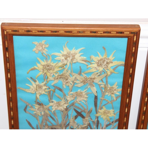 468 - 3 dried flower displays in decorative parquetry glazed frames, approx 36cm x 26cm