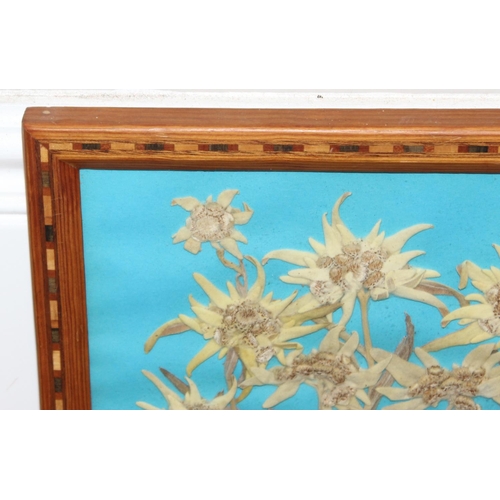 468 - 3 dried flower displays in decorative parquetry glazed frames, approx 36cm x 26cm