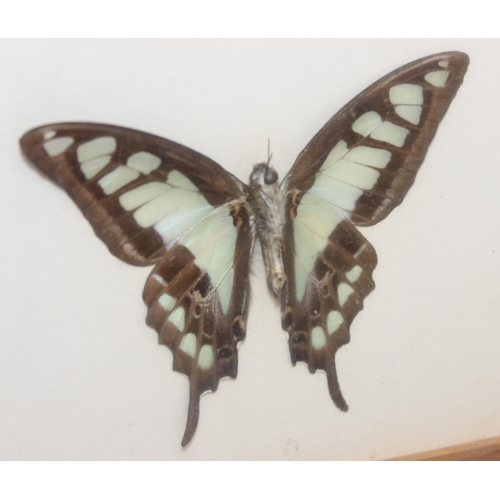 1517A - Mix of vintage taxidermy studies of butterflies and moths, in glazed display frames, largest approx ... 