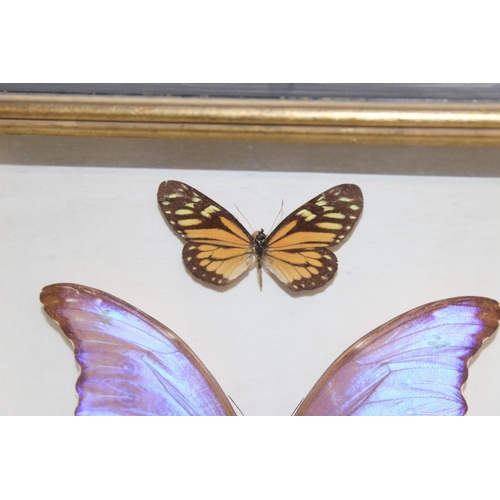 1517A - Mix of vintage taxidermy studies of butterflies and moths, in glazed display frames, largest approx ... 