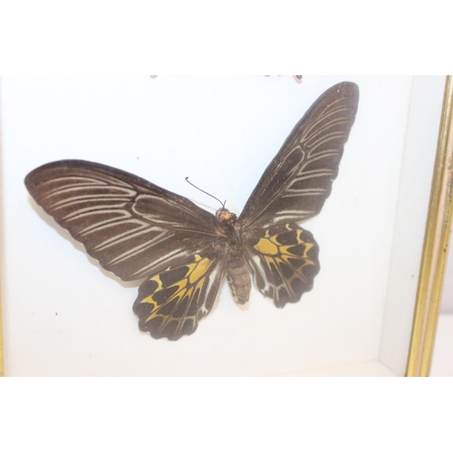 1517A - Mix of vintage taxidermy studies of butterflies and moths, in glazed display frames, largest approx ... 