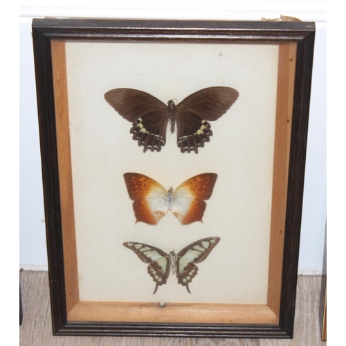 1517A - Mix of vintage taxidermy studies of butterflies and moths, in glazed display frames, largest approx ... 