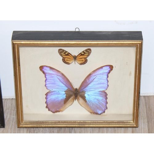 1517A - Mix of vintage taxidermy studies of butterflies and moths, in glazed display frames, largest approx ... 