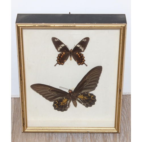 1517A - Mix of vintage taxidermy studies of butterflies and moths, in glazed display frames, largest approx ... 