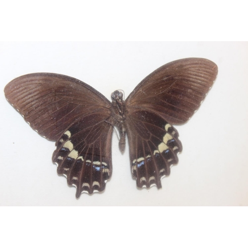 1517A - Mix of vintage taxidermy studies of butterflies and moths, in glazed display frames, largest approx ... 