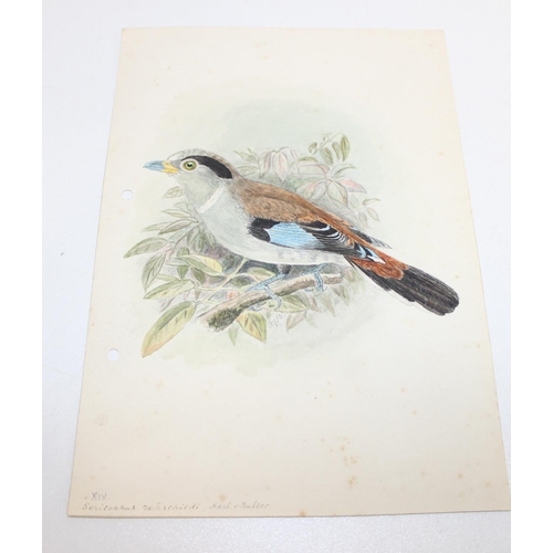 475 - Qty of hand-painted pictures of birds to incl one on silk, largest approx 32cm x 25cm