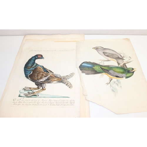 476 - Qty of antique and later printed plates of birds, to incl examples by J. Smit, I. Chapman, Kippin et... 