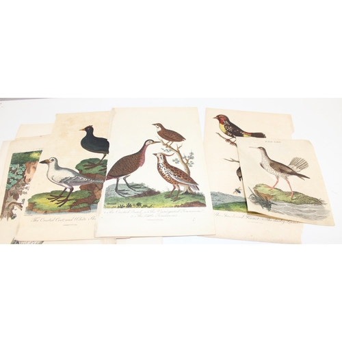 476 - Qty of antique and later printed plates of birds, to incl examples by J. Smit, I. Chapman, Kippin et... 