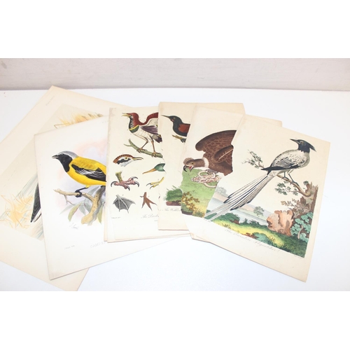 476 - Qty of antique and later printed plates of birds, to incl examples by J. Smit, I. Chapman, Kippin et... 