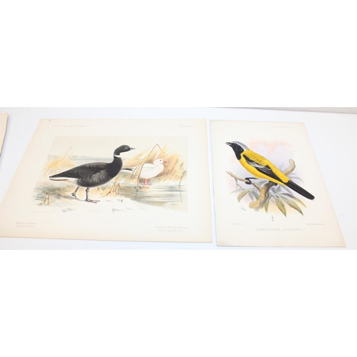 476 - Qty of antique and later printed plates of birds, to incl examples by J. Smit, I. Chapman, Kippin et... 