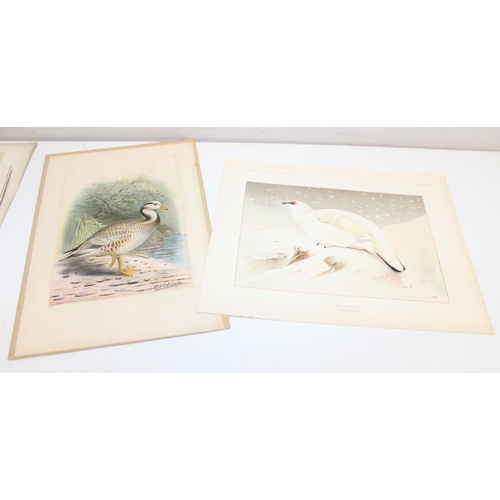 476 - Qty of antique and later printed plates of birds, to incl examples by J. Smit, I. Chapman, Kippin et... 