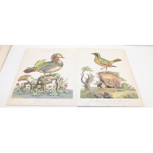 476 - Qty of antique and later printed plates of birds, to incl examples by J. Smit, I. Chapman, Kippin et... 